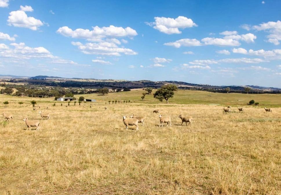 A Guide to Grazing Crops for Extra Winter Feed in Queensland
