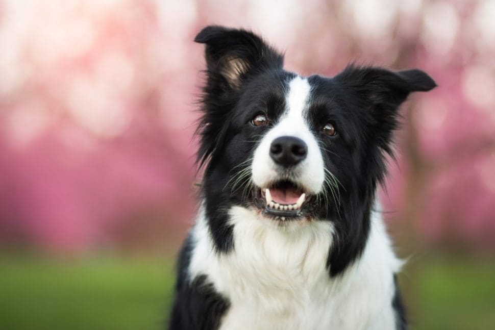 Top 5 Dog Breeds for Aussie Farmers